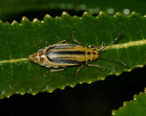Trirhabda diducta - photo 8