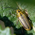 Trirhabda eriodictyonis