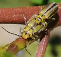 Trirhabda eriodictyonis - photo 2