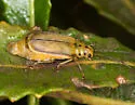 Trirhabda eriodictyonis - photo 4