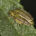 Trirhabda eriodictyonis - photo 5