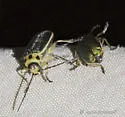 Trirhabda flavolimbata - photo 2
