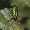 Trirhabda flavolimbata - photo 3