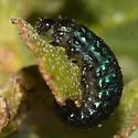Trirhabda flavolimbata - photo 4
