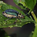 Trirhabda flavolimbata - photo 5