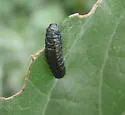 Trirhabda geminata - Trirhabda geminata