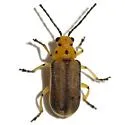 Trirhabda geminata - photo 2