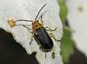 Trirhabda geminata - photo 3