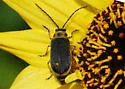 Trirhabda geminata - photo 4