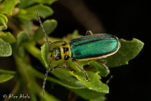 Trirhabda labrata - photo 2