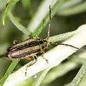 Trirhabda lewisii - Trirhabda lewisii