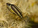 Trirhabda lewisii - photo 2