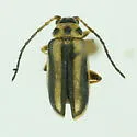 Trirhabda lewisii - photo 4