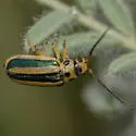 Trirhabda lewisii - photo 5
