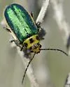Trirhabda luteocincta - photo 2