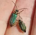 Trirhabda luteocincta - photo 3