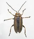 Trirhabda luteocincta - photo 4