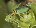 Trirhabda luteocincta - photo 5