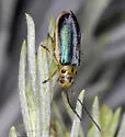 Trirhabda manisi - Trirhabda manisi