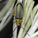 Trirhabda manisi - photo 2