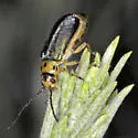 Trirhabda manisi - photo 3