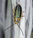 Trirhabda manisi - photo 4