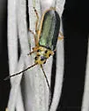 Trirhabda manisi - photo 5