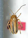 Trirhabda nitidicollis - photo 2
