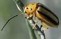 Trirhabda nitidicollis - photo 3