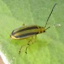 Trirhabda nitidicollis - photo 5