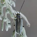 Trirhabda pilosa - Trirhabda pilosa
