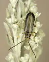 Trirhabda pilosa - photo 3