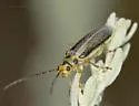 Trirhabda pilosa - photo 4