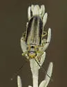 Trirhabda pilosa - photo 5