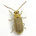 Trirhabda schwarzi