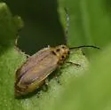 Trirhabda schwarzi - photo 3