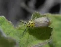 Trirhabda schwarzi - photo 4