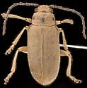 Trirhabda schwarzi - photo 5