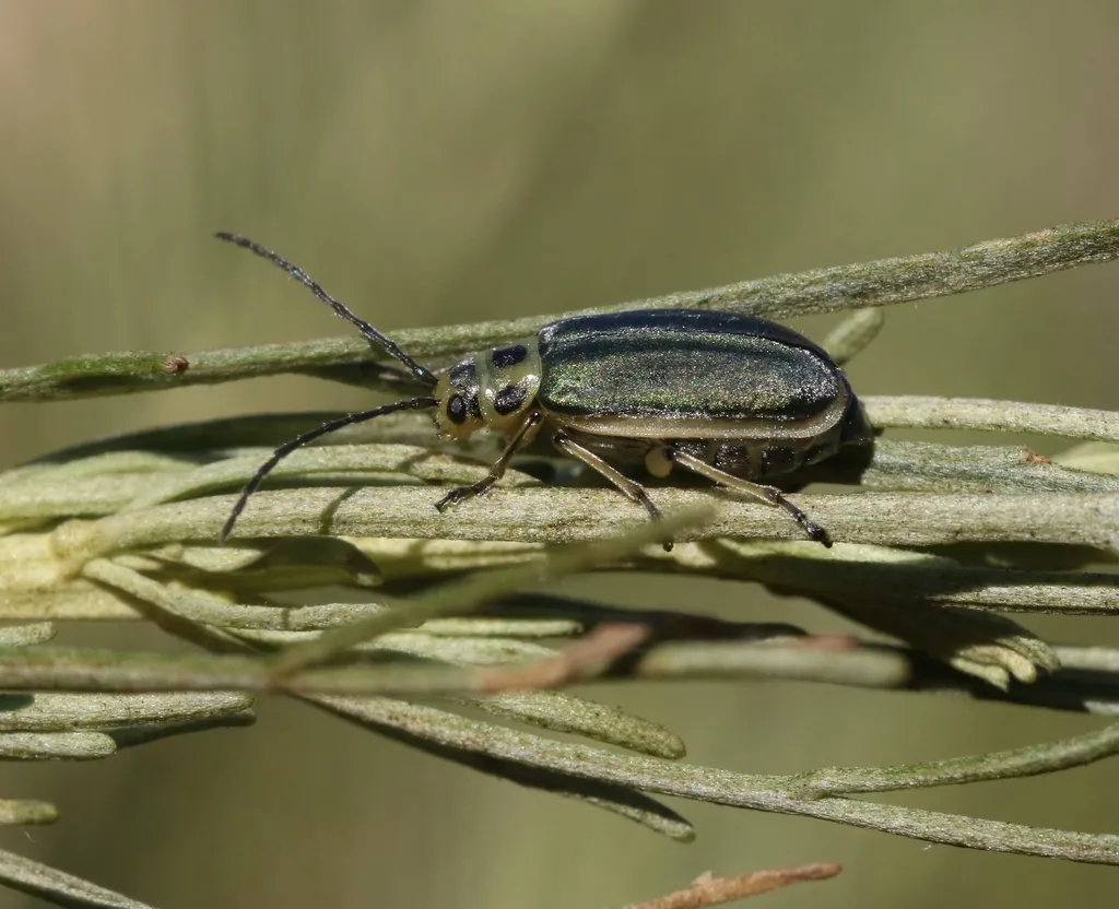 California sagebrush leaf beetle