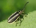 Trirhabda virgata