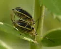 Trirhabda virgata - photo 2