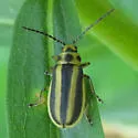 Trirhabda virgata - photo 4