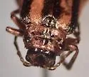 Trirhabda virgata - photo 5