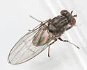 Trisapromyza vittigera - photo 3