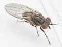 Trisapromyza vittigera - photo 4
