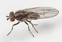 Trisapromyza vittigera - photo 5