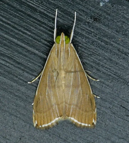 Trischistognatha pyrenealis - Hodges#4933