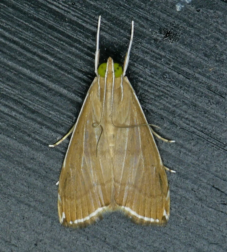 Trischistognatha pyrenealis - Hodges#4933 - photo 2