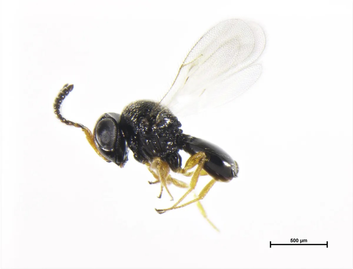 Green vegetable bug egg parasitoid - photo 3