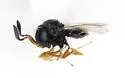 Trissolcus brochymenae